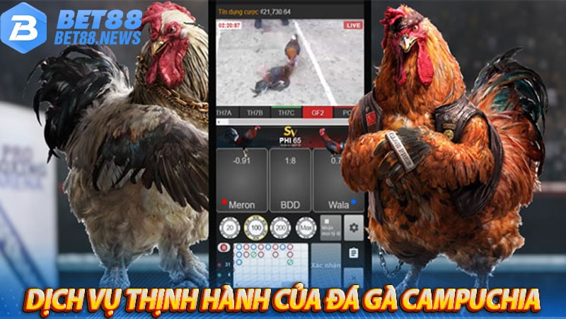 Một số dịch vụ thịnh hành của đá gà campuchia