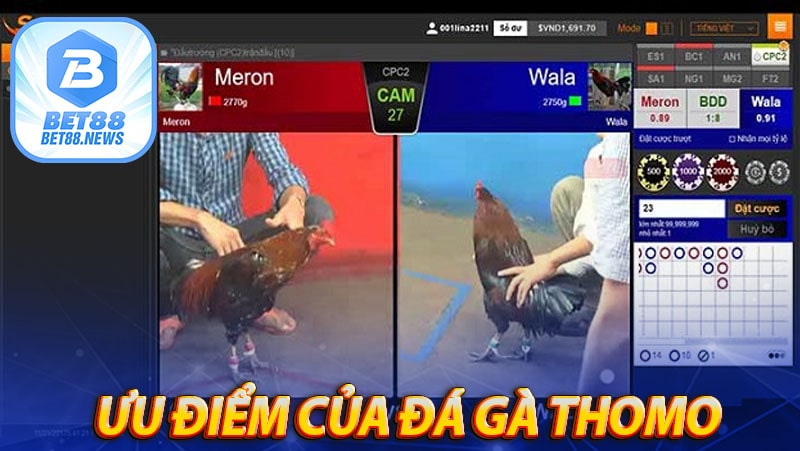 Ưu điểm nổi bật của dịch vụ đá gà thomo trực tiếp