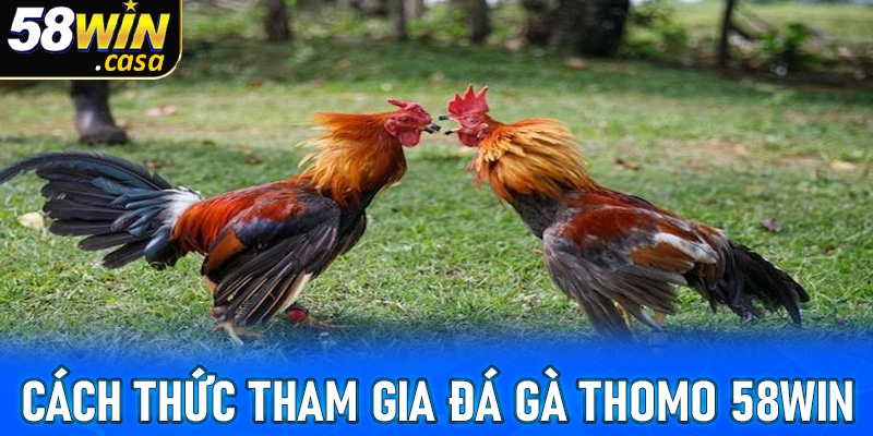 Cách thức tham gia cá cược tại đá gà thomo 58win